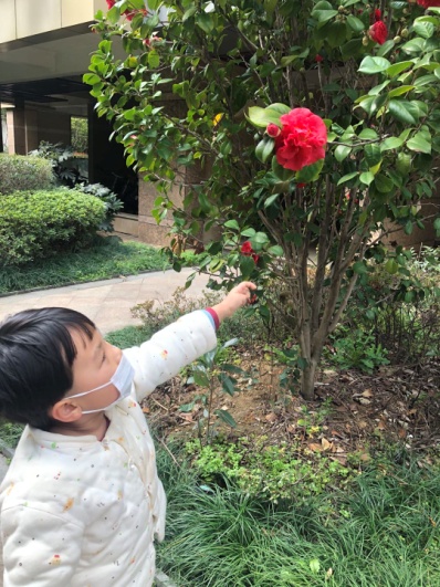 （生命迈幼·课程故事）《走进花的世界》 甘青青_html_148fe085.jpg