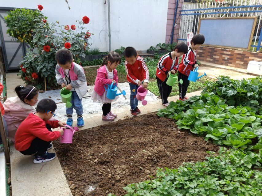 【枫香栖幼】一朝秋暮露成霜 几份凝结几份阳 ——栖幼红枫园“寻味四季”活动之霜降
