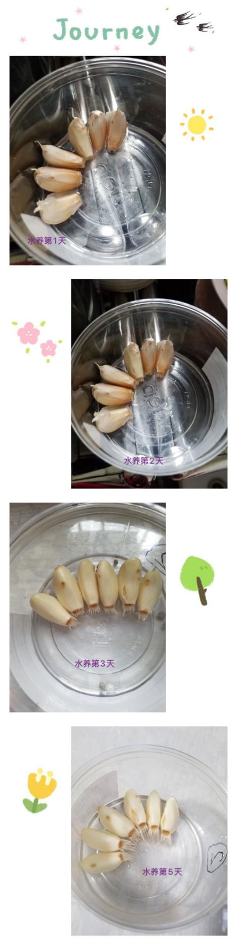 战“疫”助力学--童学小课堂，“蒜”你最厉害_html_mb28b3e2.jpg