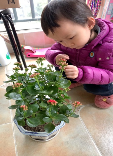 （生命迈幼·课程故事）《走进花的世界》 甘青青_html_11caee42.jpg