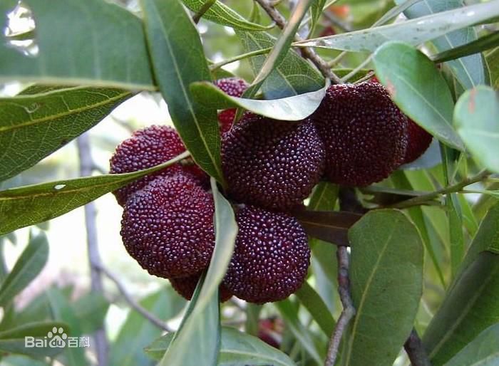 杨梅拉丁学名: myrica rubra (lour.) s. et zucc.科 属: 杨梅科杨梅