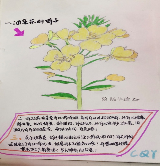 （生命迈幼·课程故事）《走进花的世界》 甘青青_html_3f8c313a.jpg
