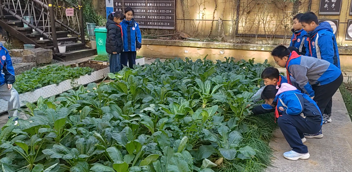 20250102南京市晓庄小学12月教育教学简报_html_m75468b94.png