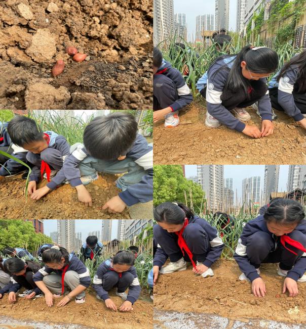 20240426六1班种花生活动报道_html_244698dd.jpg