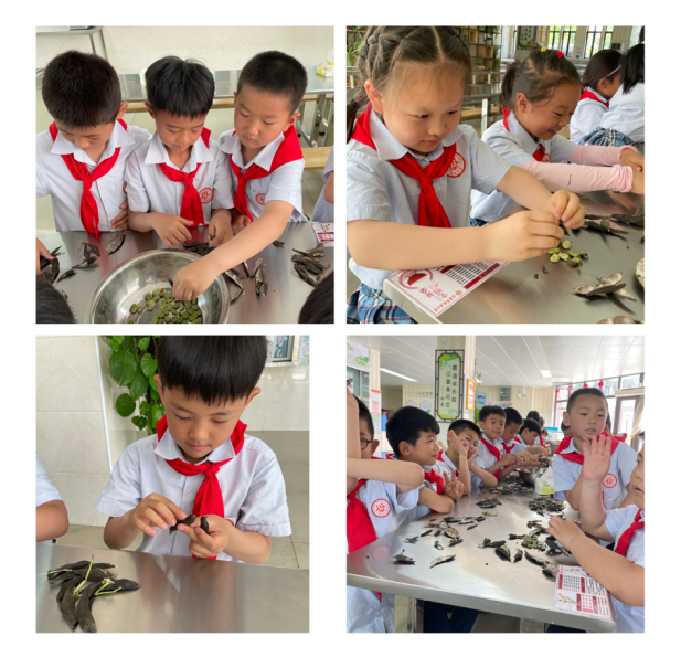 剥蚕豆新闻稿_html_589b792f.png
