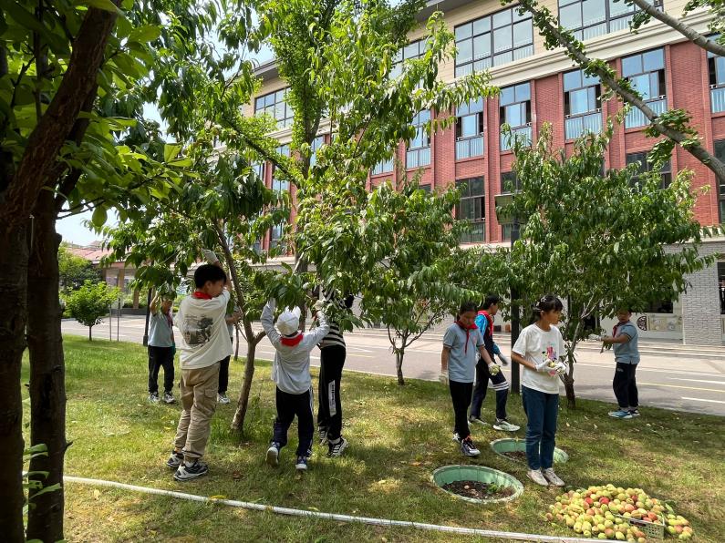 20240603“童”享好时 一起“趣”摘桃——南京市晓庄小学小农场劳动实践系列课程(1)_html_m65ed3e39.jpg