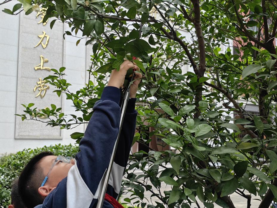 20241029橘子满枝头 劳动乐心间_html_m6d7ebdd3.jpg