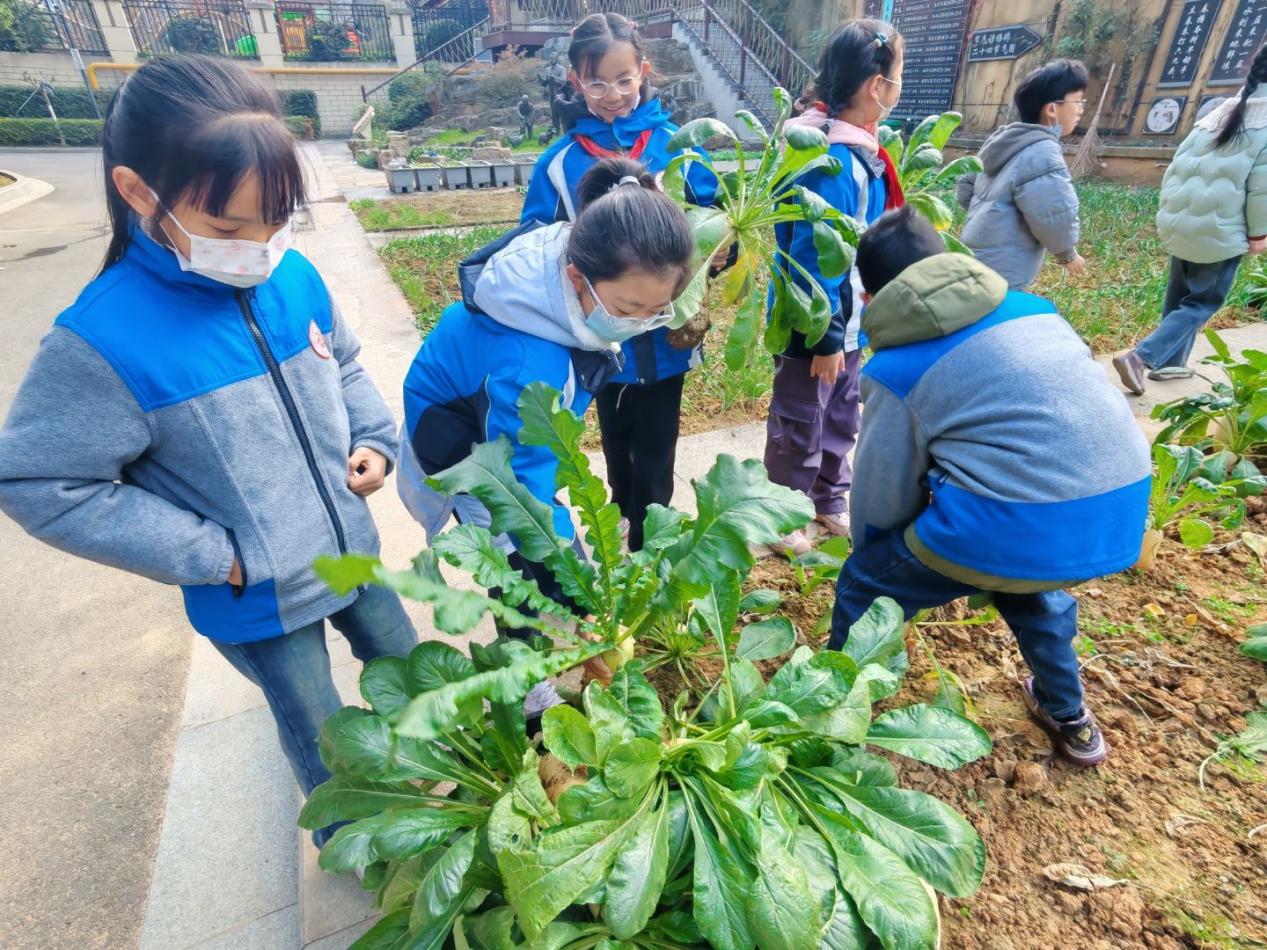 四年级5班拔萝卜劳动课堂新闻稿 _html_m3de97ac4.jpg