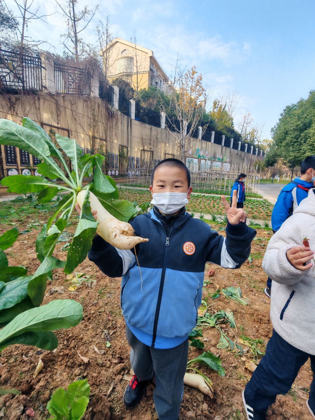 四年级5班拔萝卜劳动课堂新闻稿 _html_m1f584c5e.jpg