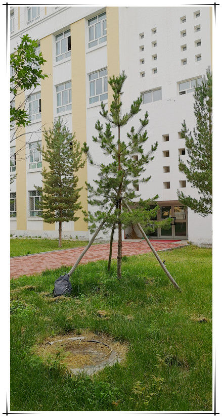第一批援疆教师种植下的树.JPG