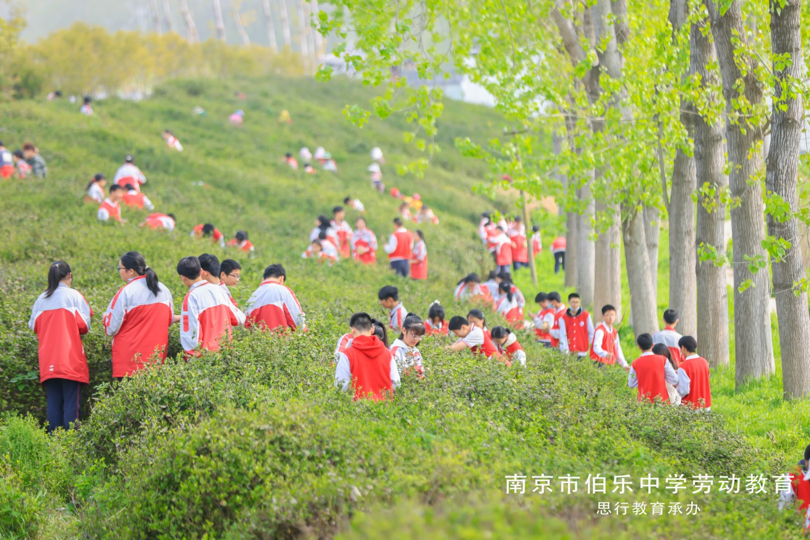 茶00.jpg