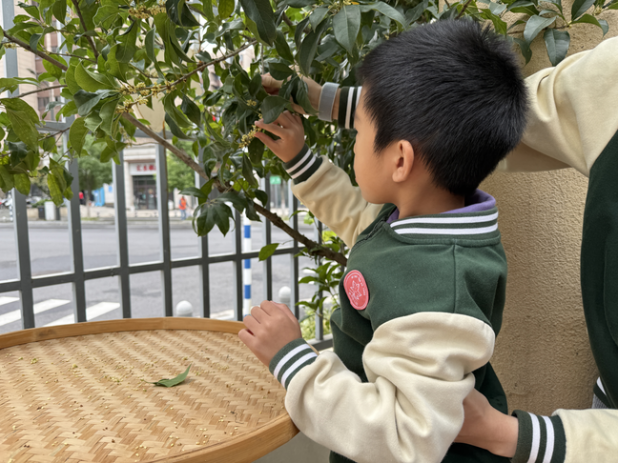 251120桂花飘香润童心 家园携手酿甜蜜——栖霞幼儿园石埠湾园师中班枫味膳食暨家长助教活动_html_475de427.png