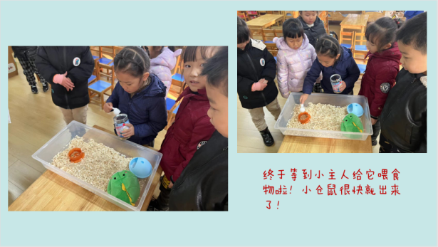 221219故事始于儿童 课程趣启成长——栖霞幼儿园红枫园课程故事评比_html_m73f8df0b.png