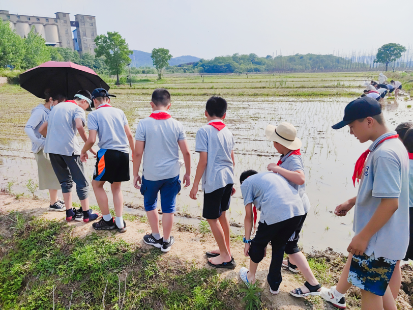 【湖畔光影】田间插秧践初心 红色传承担使命——记金陵小学（仙林湖校区）劳动实践活动_html_13f27c78.png