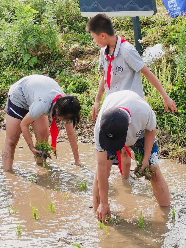 【湖畔光影】田间插秧践初心 红色传承担使命——记金陵小学（仙林湖校区）劳动实践活动_html_m13ee1eac.jpg