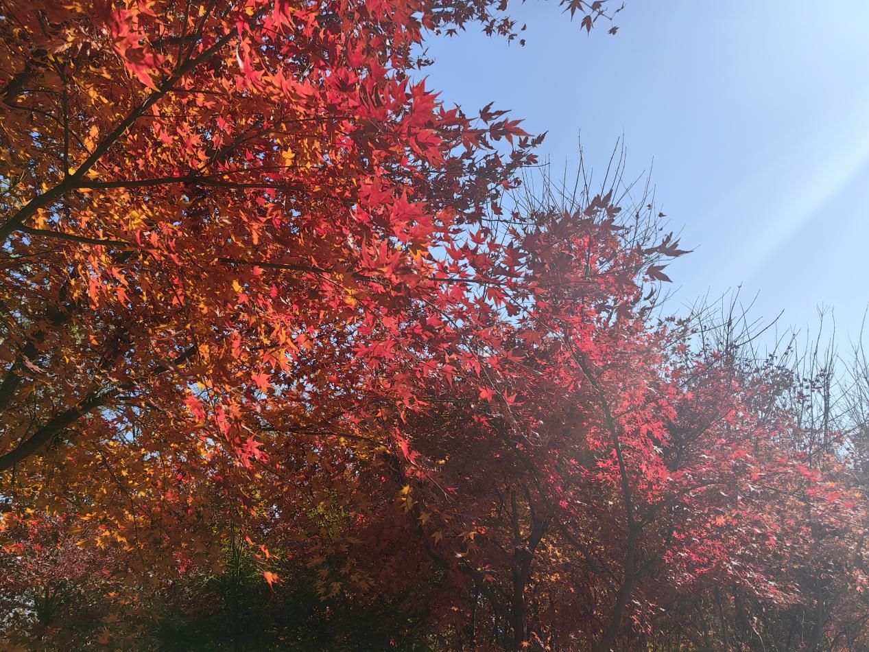 【湖畔·红领巾】同游栖霞山，共赏红枫节——记金陵小学（仙林湖校区）2023级5班团建活动_html_6322ce00.jpg
