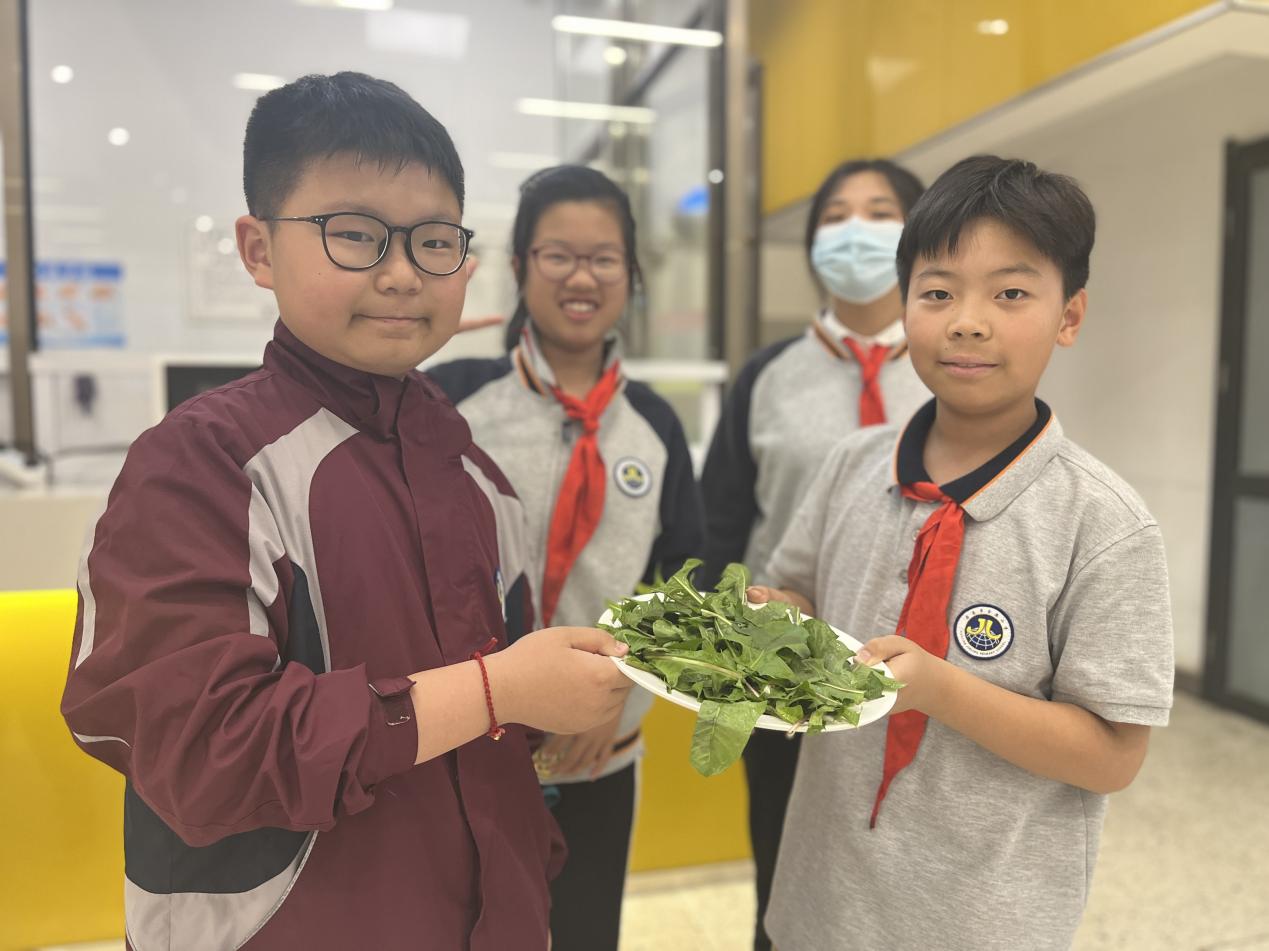 【博学广志】中草药引领实践 蒲公英伴我成长n——金小广志五年级开展蒲公英茶的加工与识别_html_m27b74b8a.jpg
