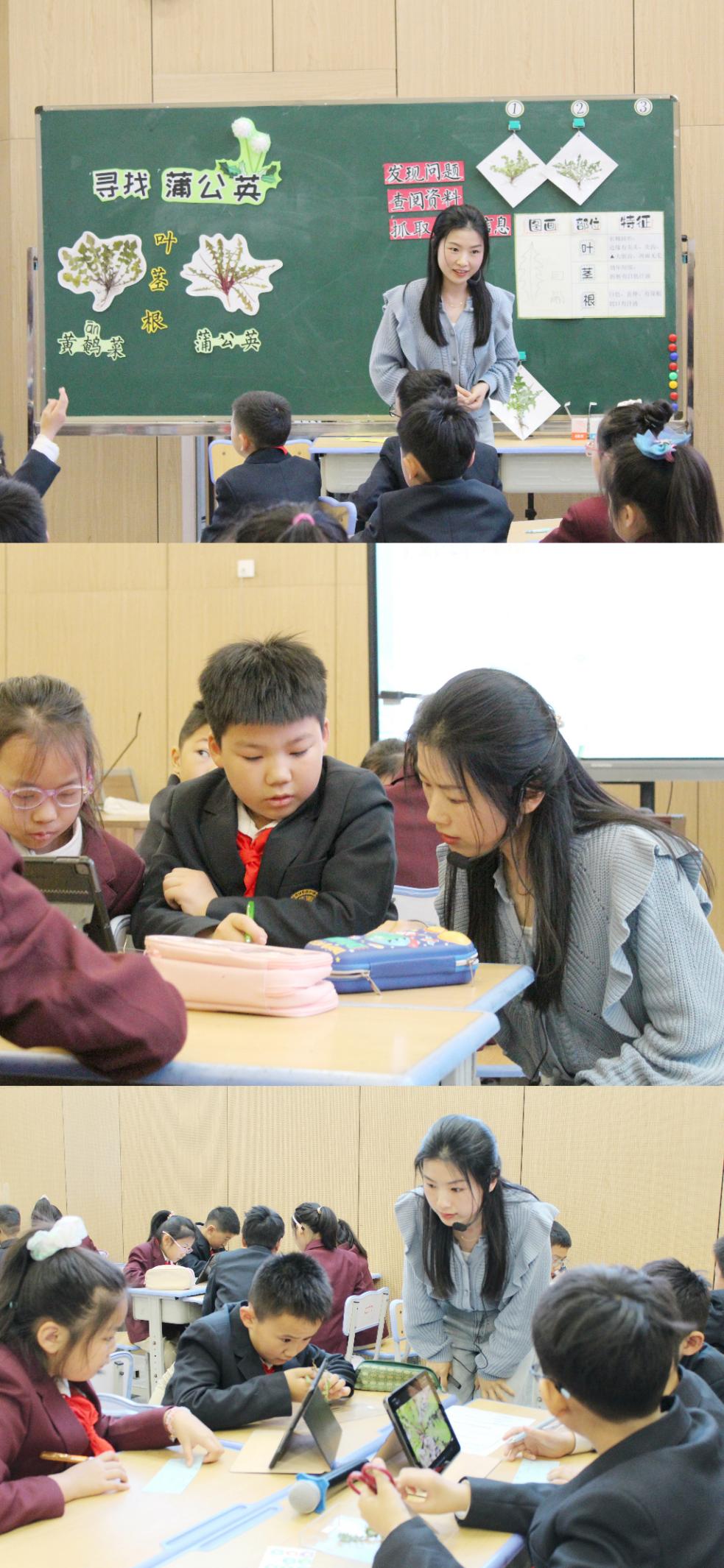 【博学广志】中草药引领实践 蒲公英伴我成长——金小广志主题实践活动不断推进_html_6d279639.jpg
