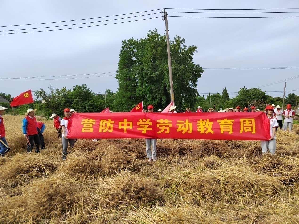 【尊荣营中】 小农夫进麦田  ——营防中学开展“劳动教育周”主题实践活动