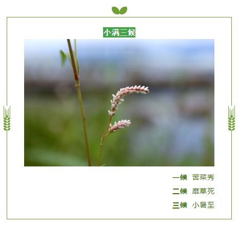 20210521祥和园区小满节气活动_html_m495de5d8.jpg