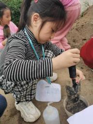 祥和园大班项目课程种植蚕豆新闻稿(1)_html_59eea8ee.jpg