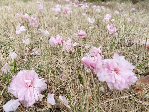 20210407樱花节活动报道_html_3b03bf50.jpg