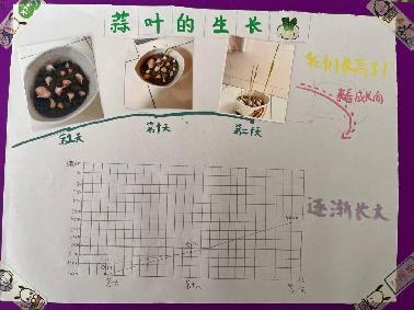 20250425五数数学实践活动蒜叶成长记吉康写_html_47269789.jpg