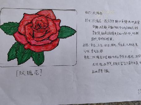 植物记录卡 亲近大自然_html_m76d9c3ad.jpg