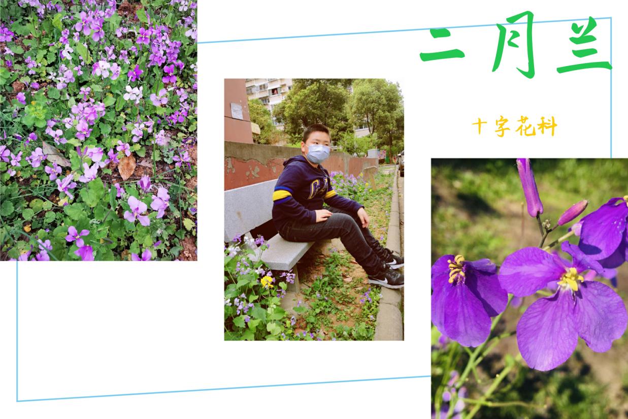 战“疫”助力学（三十七）——童学小课堂，花草小百科_html_m16f01332.jpg
