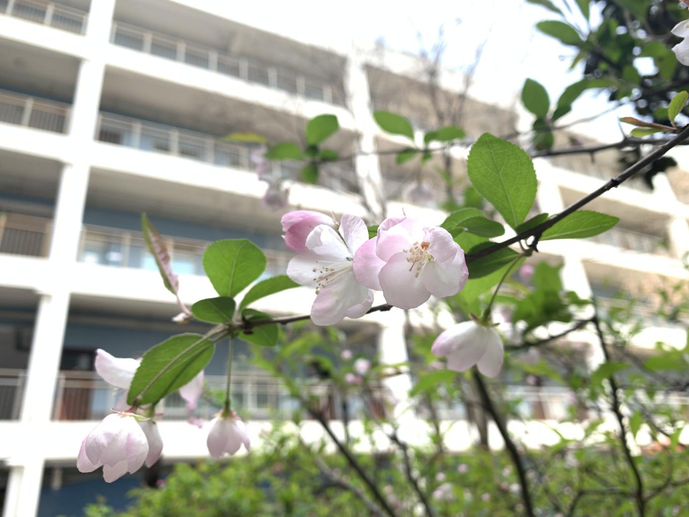 2022.4.2云翳散去，花下相约——南京一中马群分校即将复课_html_m70f5e90c.jpg