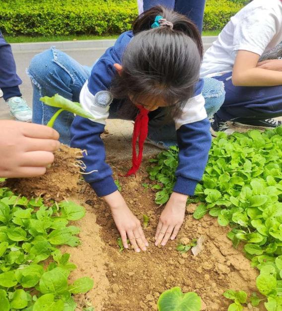 20240509劳动砺心智，实践促成长(1)_html_m2f483283.jpg