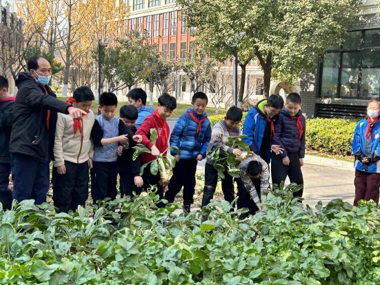 【知行晓庄】【陶娃爱劳动】快乐拔萝卜 喜获大丰收——南京市晓庄小学五（3）中队劳动实践小记
