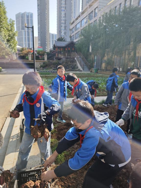 晓庄小学四(4)中队秋日采薯之旅_html_m33ae0e82.jpg