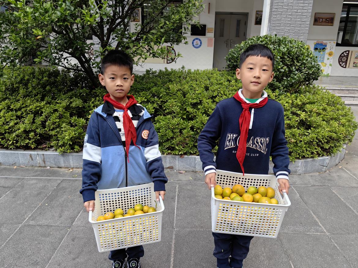 20241029橘子满枝头 劳动乐心间_html_7a371a1f.jpg