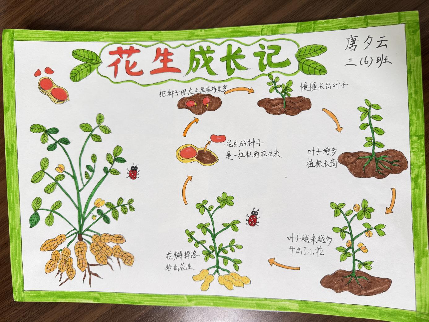 沾泥带笑：小陶娃与花生的“成长约定”_html_65010725.jpg