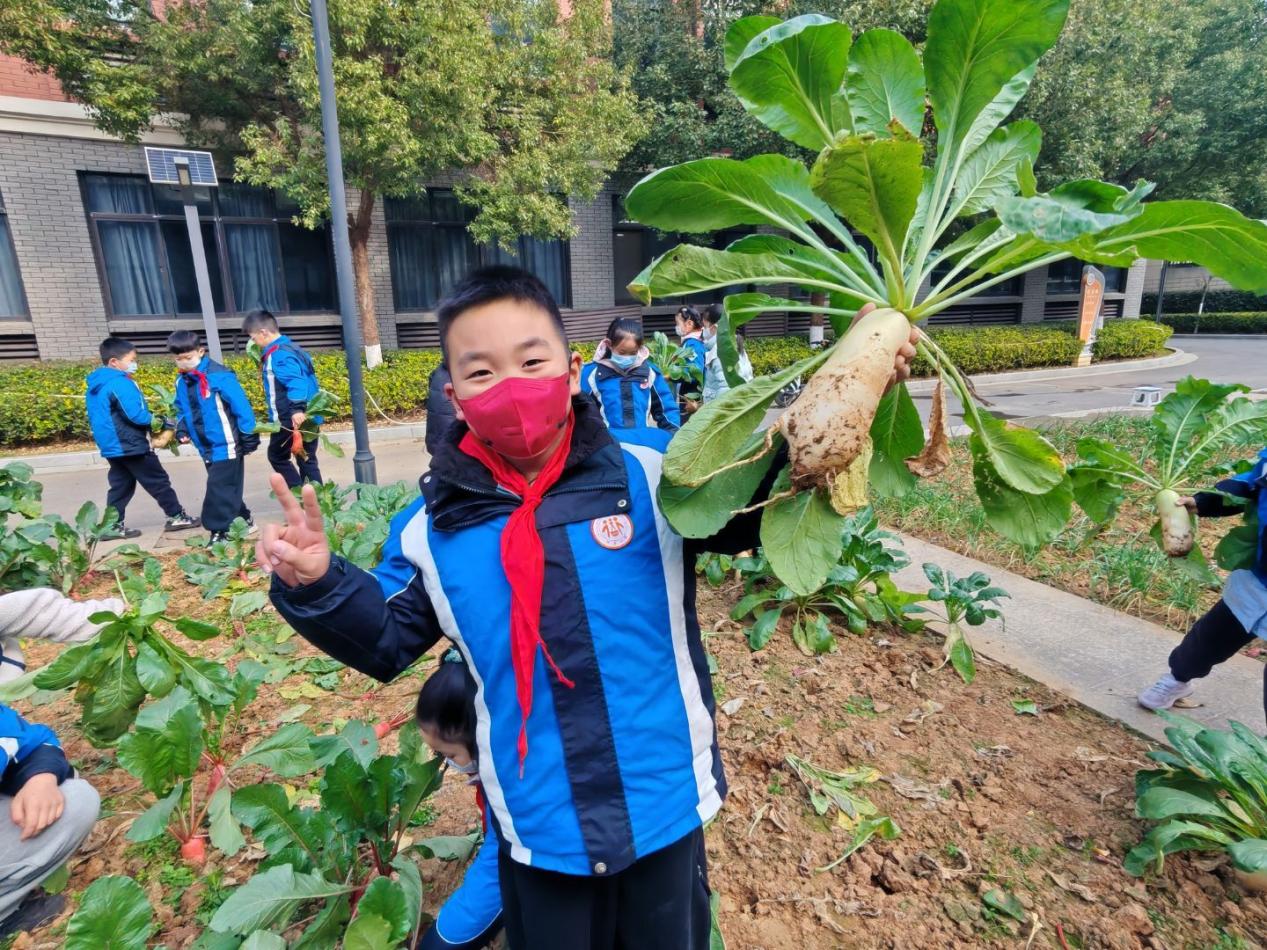 四年级5班拔萝卜劳动课堂新闻稿 _html_m367a9d14.jpg