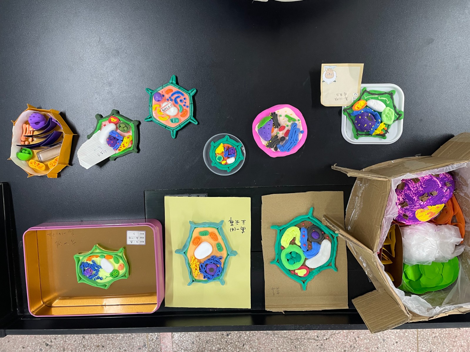 【协进燕中】燕中两校区成功举办第三届“指尖上的生物”模型大赛