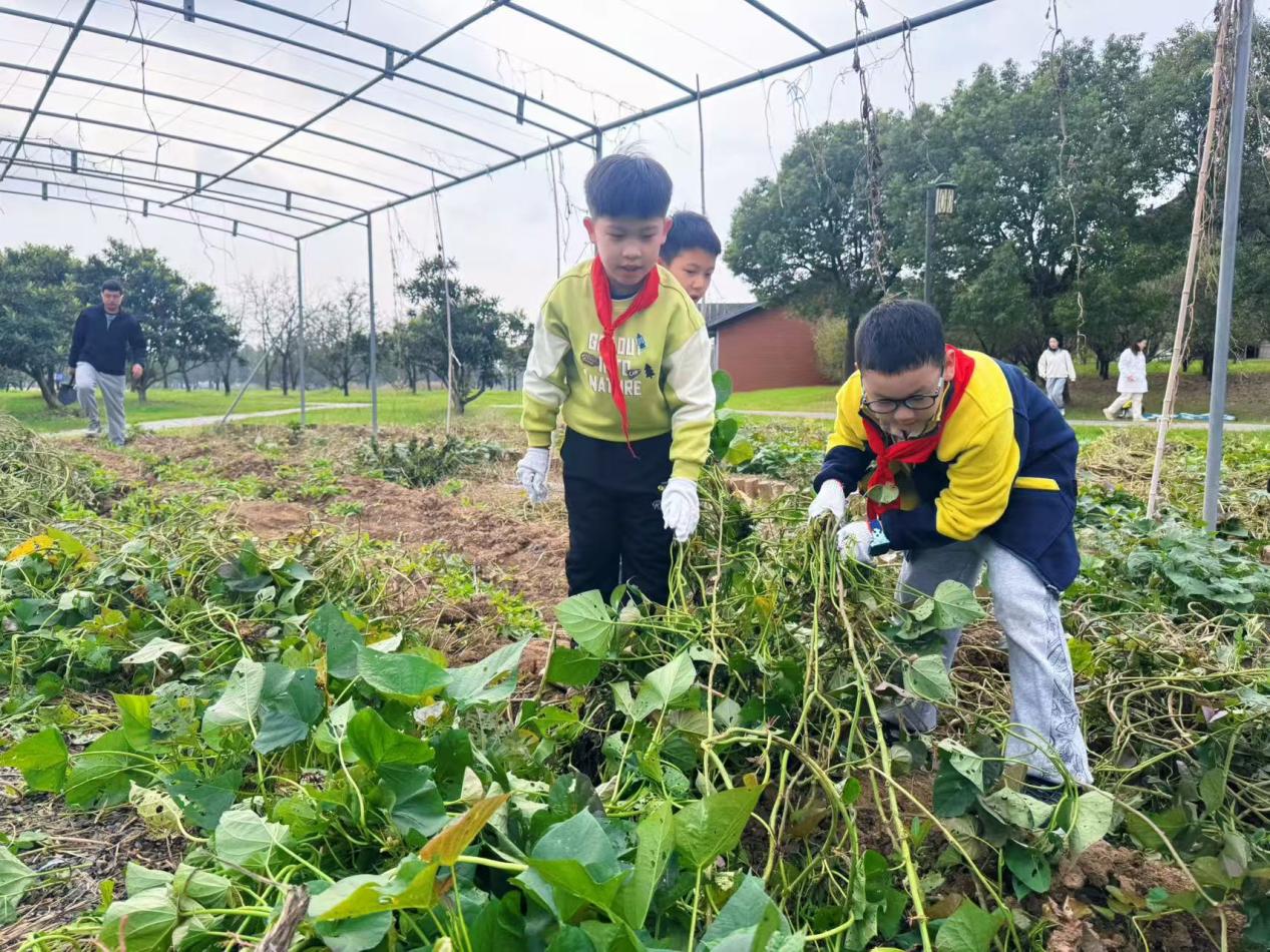 赴一场田园之约，做快乐小农夫——晓院附小三（2）班农耕体验活动2025.10(1)_html_m5e94cce5.jpg