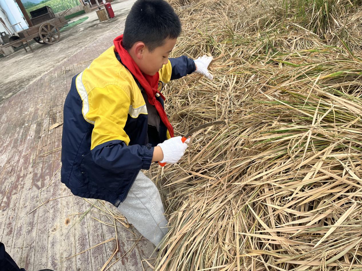 赴一场田园之约，做快乐小农夫——晓院附小三（2）班农耕体验活动2025.10(1)_html_m656d85f1.jpg