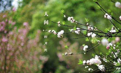 【丁香汉声】你们是人间四月天_html_m60f494b7.jpg