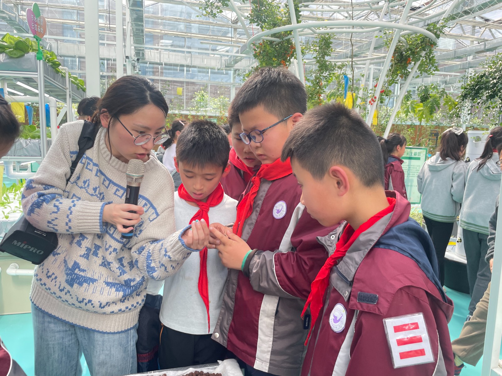 【书院紫金】农耕藏知识 劳动添趣味 ——南京市紫金小学少年农学院研学活动