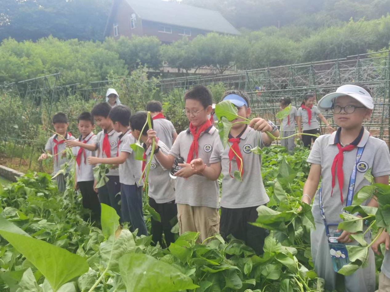 【博学广志】夏日劳作晓农事 科技研学促成长——记金陵小学（广志路校区）7.27日劳动研学活动_html_m90d287a.jpg