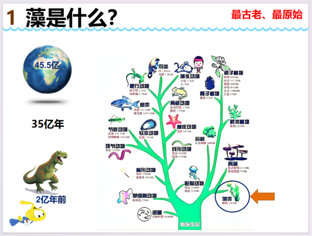 【湖畔·家校共育】藻类，淘气的五彩精灵——一（29）班家长进课堂活动_html_m564b5f96.png