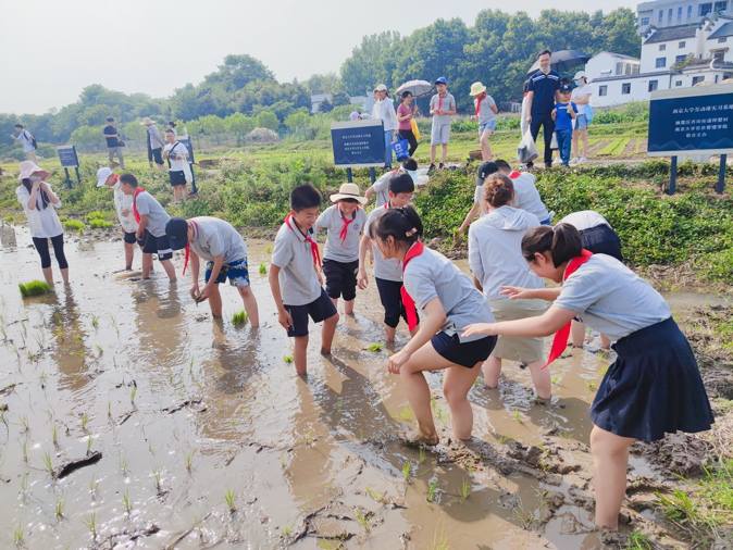 【湖畔光影】田间插秧践初心 红色传承担使命——记金陵小学（仙林湖校区）劳动实践活动_html_m292cec9f.png