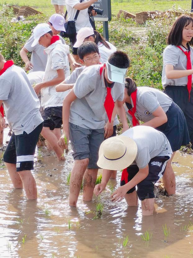 【湖畔光影】田间插秧践初心 红色传承担使命——记金陵小学（仙林湖校区）劳动实践活动_html_m1adcfba0.jpg