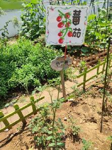 20230614【生活燕幼·园区动态】中心园：“播种希望 孕育成长”——班级小菜园观摩评比活动_html_55687dae.jpg