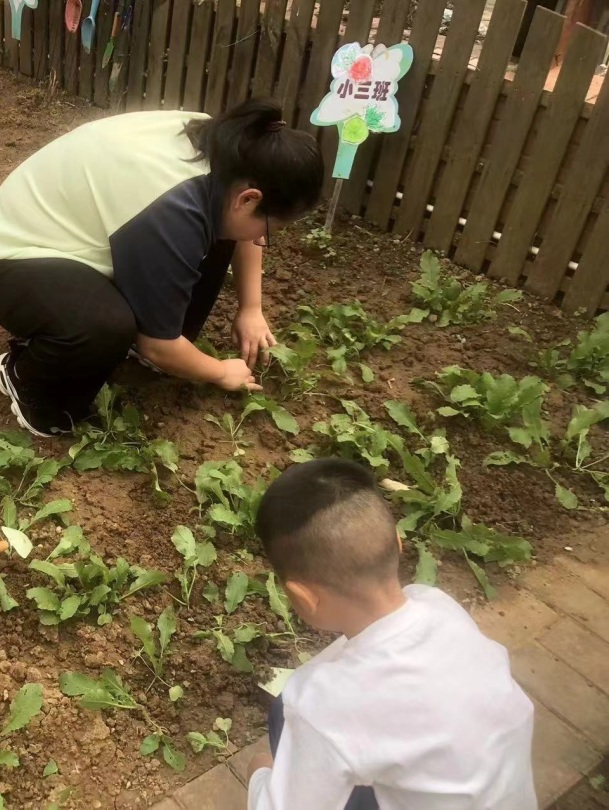 【生活燕幼·年级组动态】下庙分园：“拾秋季，探种植”——小班组种植团活动(1)_html_m4e1275c2.jpg