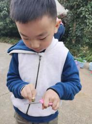 祥和园大班项目课程种植蚕豆新闻稿(1)_html_79fc419.jpg