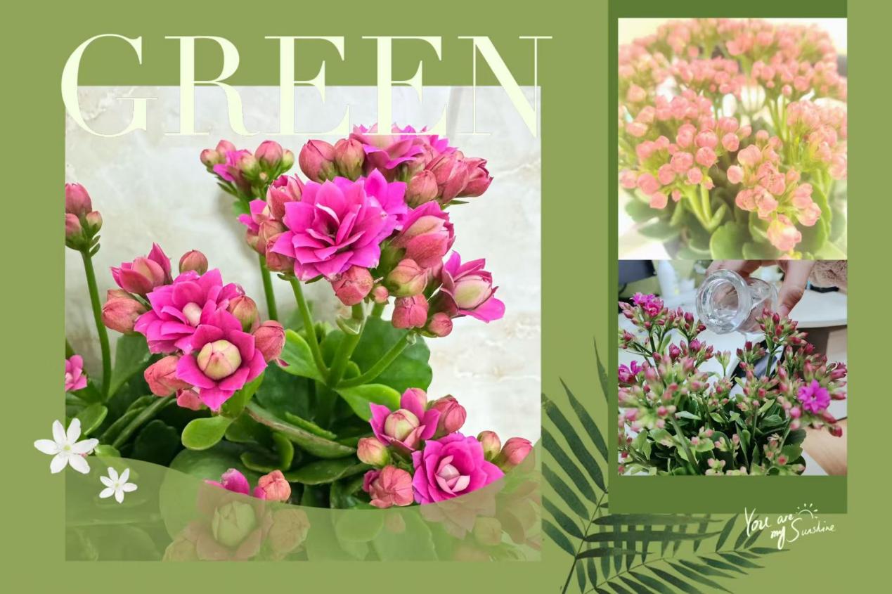 2025.3.25沈月芸【大爱青秀·心育】赠一抹绿意   许满心欢喜----青秀城小学绿植疗愈活动小记_html_m47c127f1.jpg