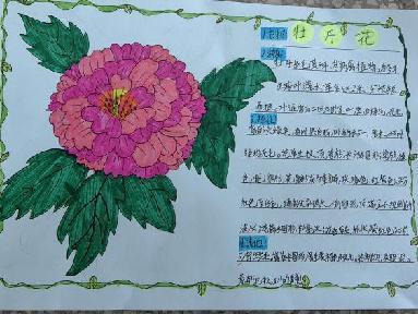 植物记录卡 亲近大自然_html_74851371.jpg